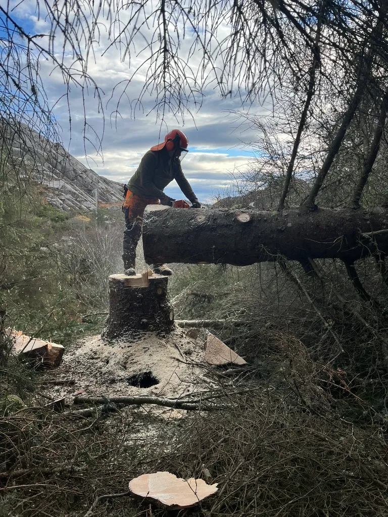 Felling a Sitka spruce with a chainsaw on a granite outcrop in south-west Norway