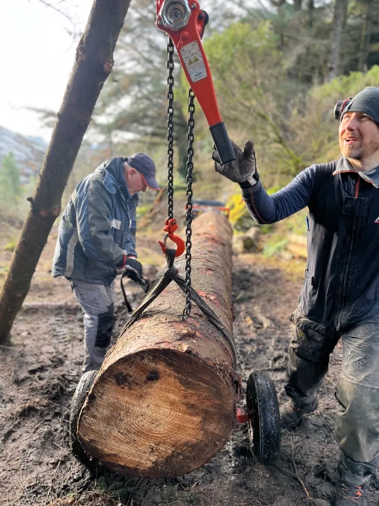 Two people lifting a spruce log onto a small wheeled cart with a chain hoist